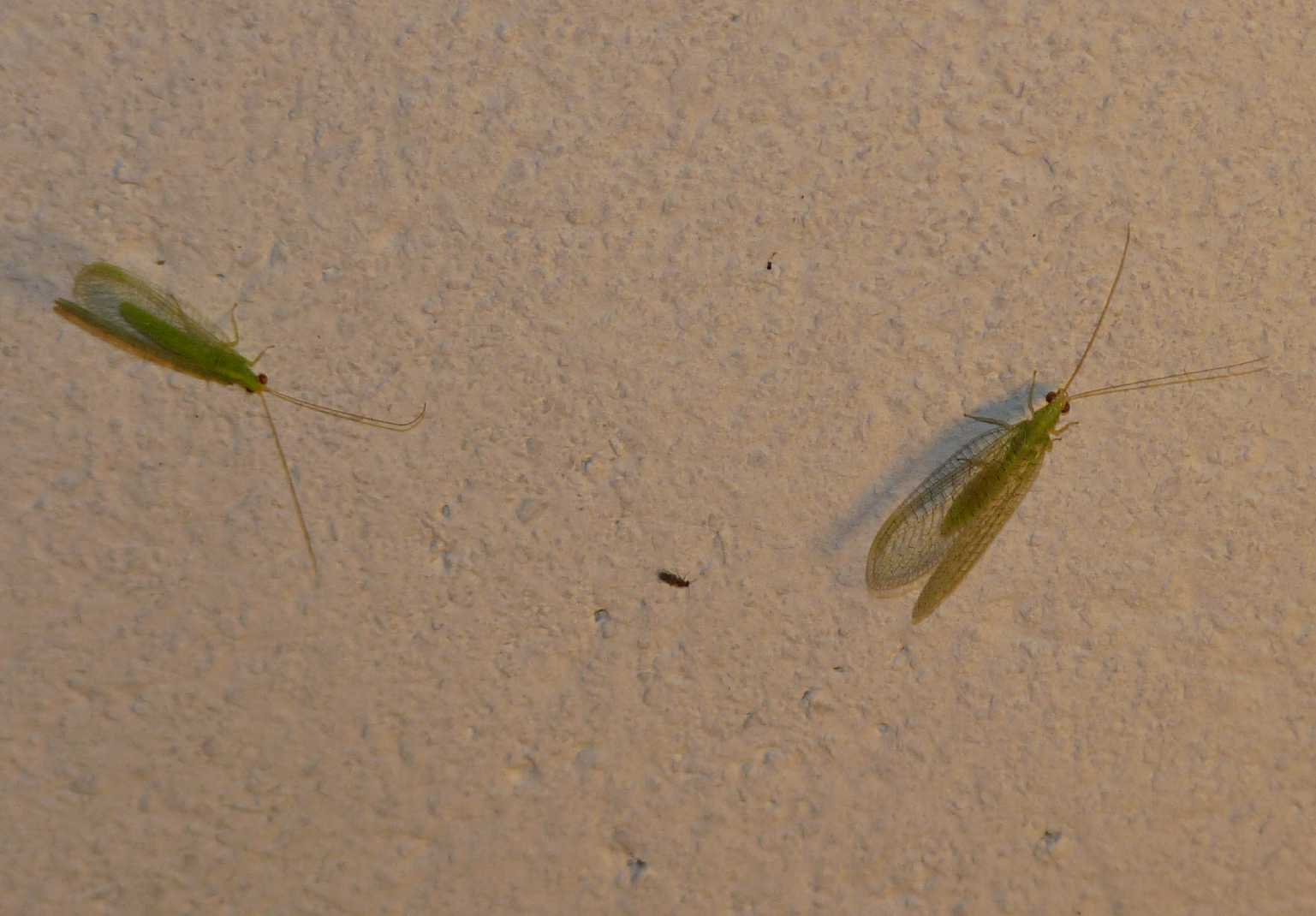 Italochrysa italica e Dichochrysa sp. pr. picteti